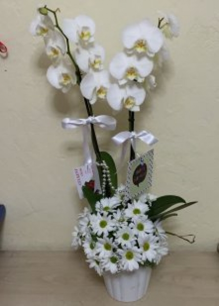 Orkide&Papatya Uyumu